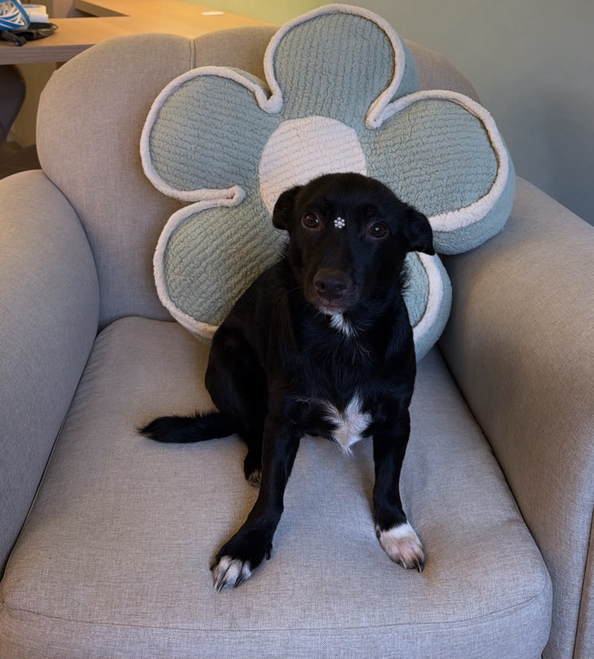 Fátima, cachorrinha co-terapeuta, sentada em uma poltrona